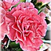 pink carnations..... by mjmaven
