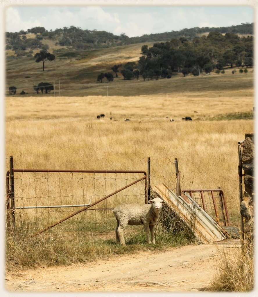 escapee in Tallagandra Lane by ltodd