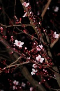 16th Feb 2012 - Cherry Blossom Night