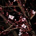 Cherry Blossom Night by melinareyes
