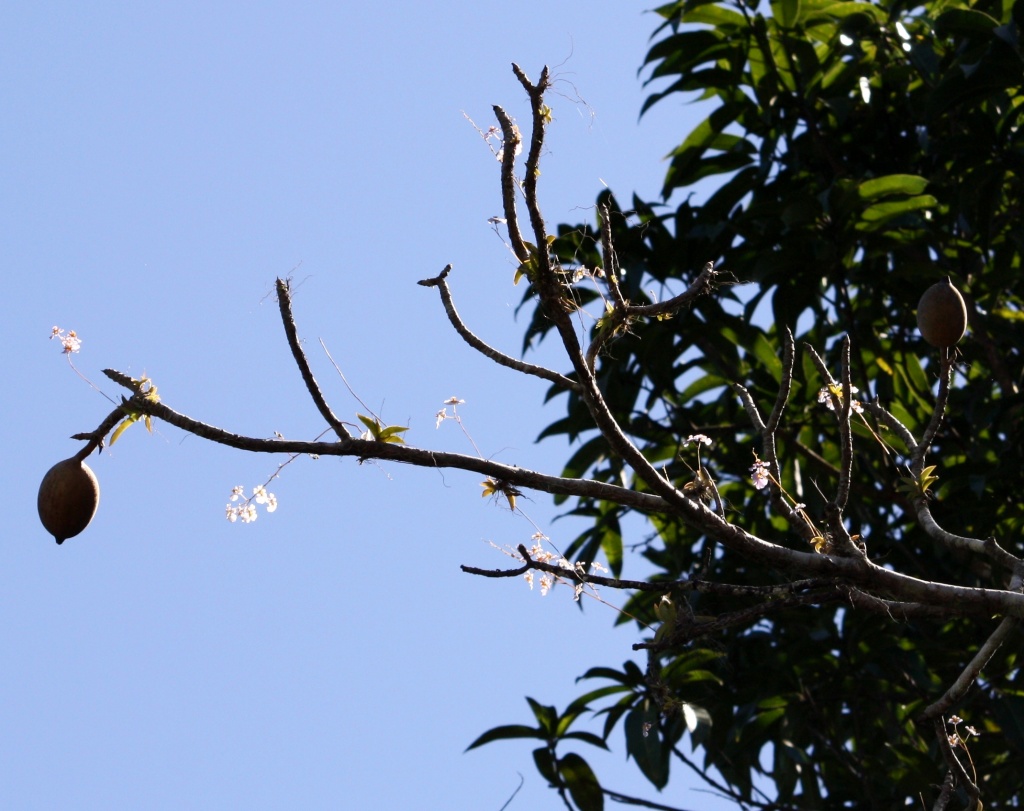 Orchids on a tree IMG_0787  by annelis