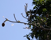 19th Jan 2012 - Orchids on a tree IMG_0787 