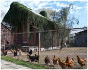 15th Feb 2012 - Chicken House