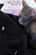 16th Feb 2012 - Bad Kitty?