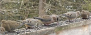 17th Feb 2012 - How many Mourning Doves does it take to ....