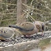 How many Mourning Doves does it take to .... by sunnygreenwood