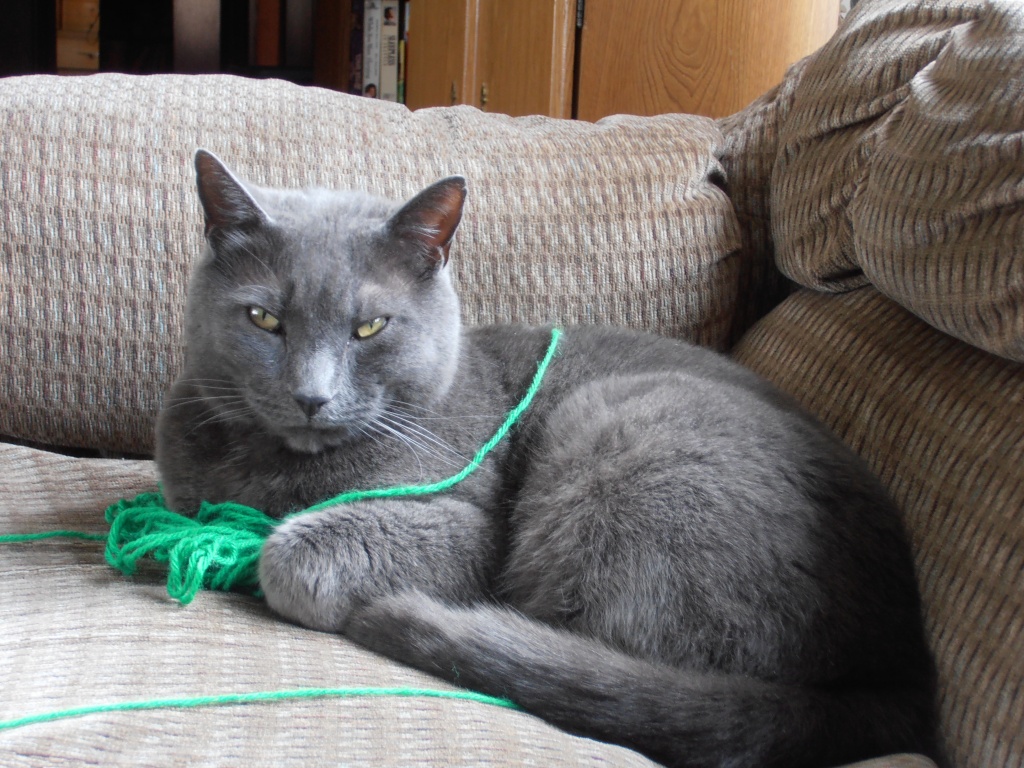 Kitty Loves His String by julie