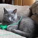 Kitty Loves His String by julie