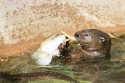 17th Feb 2012 - I Love Zoo 5