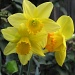 Daffy for Daffodils by alophoto