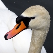 16th Feb 2012 - Swan's Head (not a pub) 