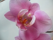 1st Jun 2010 - Orchid