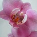 Orchid by manek43509