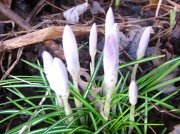 17th Feb 2012 - Early Signs of Spring