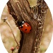 Ladybird Sleeping by carolmw