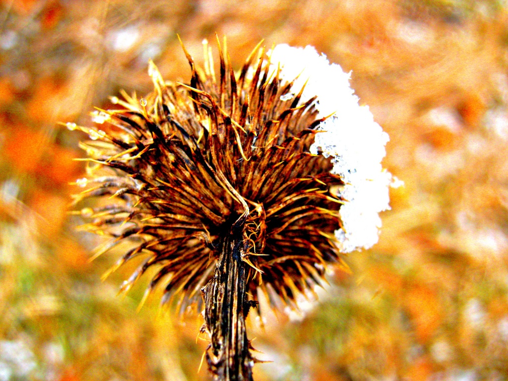 snow weed flower by myhrhelper