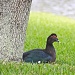 Lazy Muscovy Duck by stcyr1up