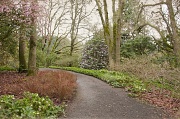 17th Feb 2012 - Spring Has Begun in Hendricks Park