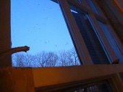 17th Feb 2012 - Through the Window