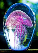18th Feb 2012 - jellyfish
