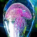 jellyfish by corymbia