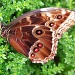 Butterfly by mattjcuk