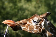 18th Feb 2012 - I Love Zoo 6