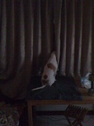 19th Feb 2012 - Peeping Dog