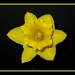 Daffodil by jmj