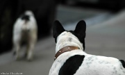 18th Feb 2012 - Just for fun: Dog's POV
