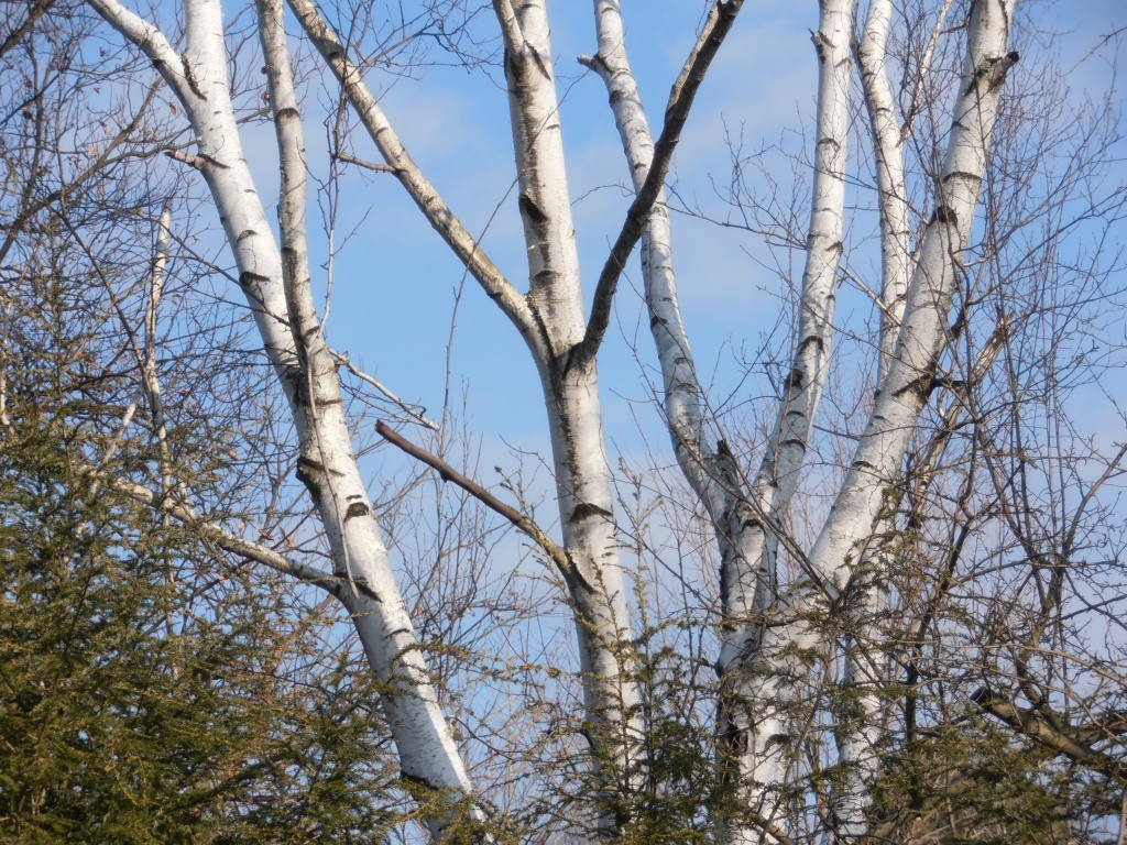 Birch Trees by julie