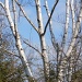 Birch Trees by julie