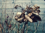 18th Feb 2012 - Brown leaves