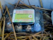 18th Feb 2012 - Quails eggs for sale  