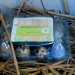 Quails eggs for sale   by jennymdennis
