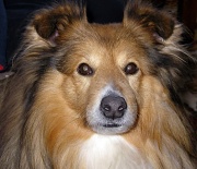 18th Feb 2012 - Bruno the dog 