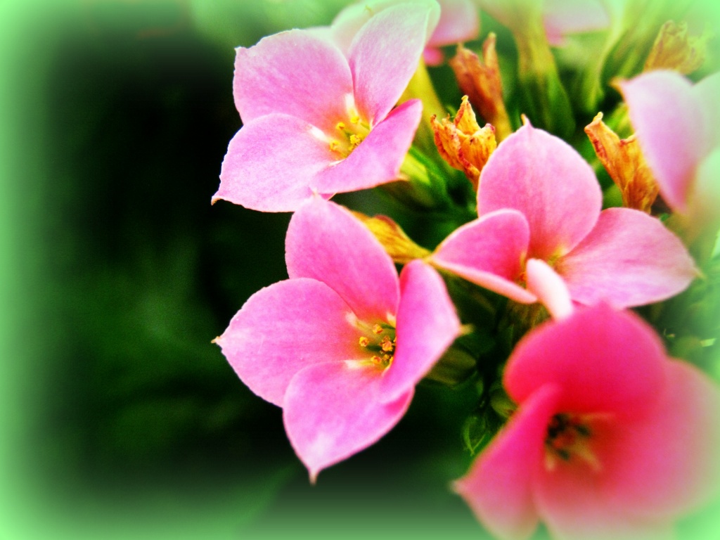 pink flowers by myhrhelper