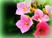 18th Feb 2012 - pink flowers