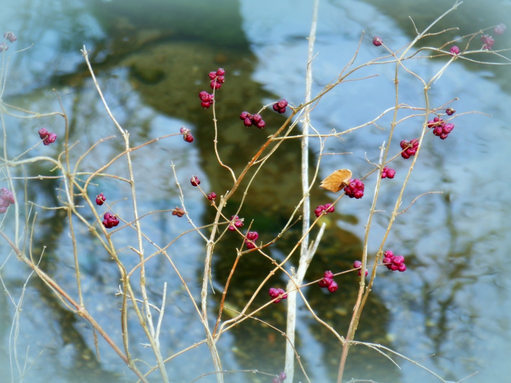 Berries along the creek bank by cindymc