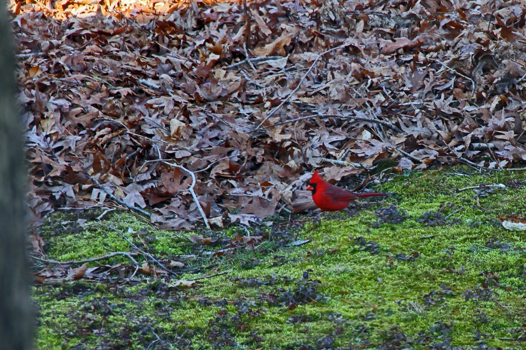 Male Cardinal by hjbenson