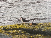 18th Feb 2012 - Oystercatchers