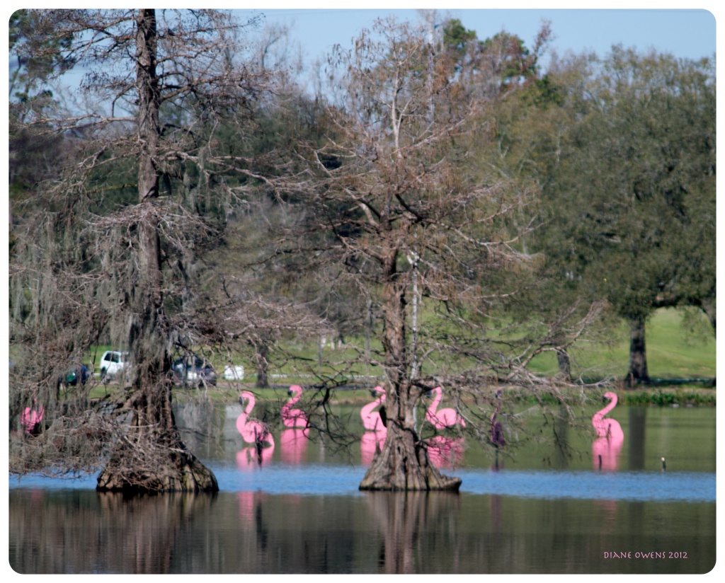 Mardi Gras Flamingos by eudora