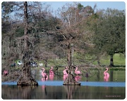 18th Feb 2012 - Mardi Gras Flamingos