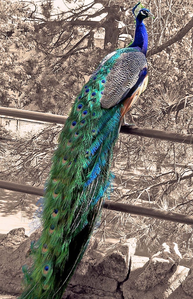 peacock by dmdfday