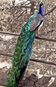 18th Feb 2012 - peacock