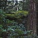 Deep Woods Impression by pamelaf