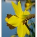 Daffodil by madamelucy