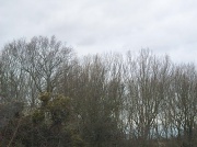 18th Feb 2012 - Grey day