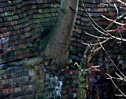 19th Feb 2012 - Bricks And Wood
