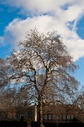 19th Feb 2012 - The grand tree